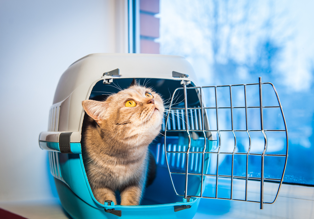 Gatos higiênicos por natureza
