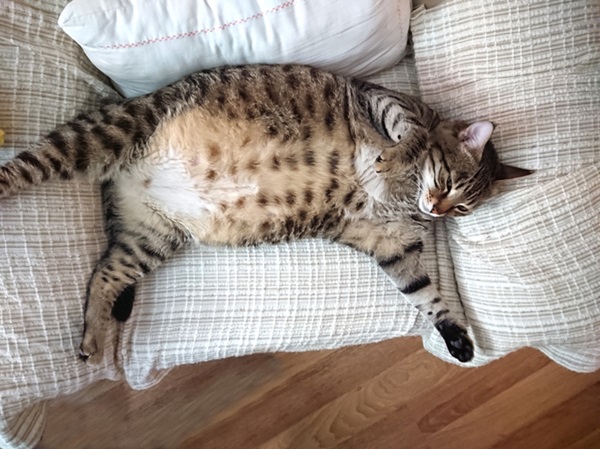 Gato gordo: sinais.