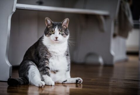 Gato obeso: como ajudar meu gato a perder peso
