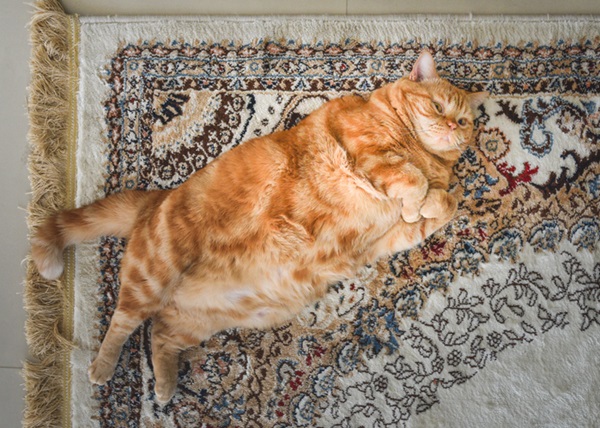 Gato gordo deitado.