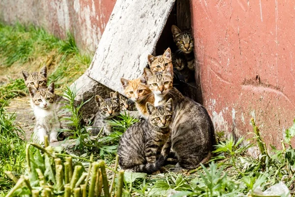 Filhotes de gato na rua
