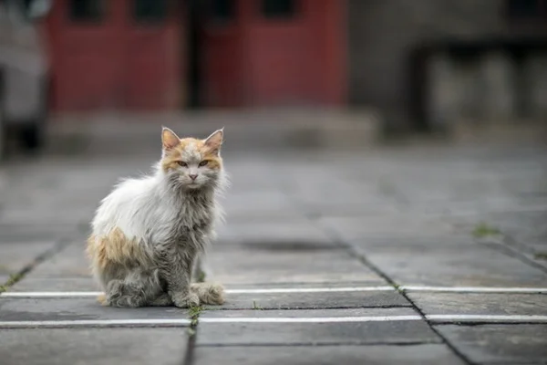 Gato de rua