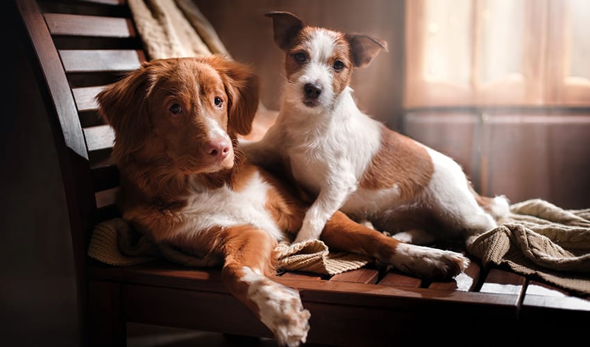 A Importância dos Animais na Vida das Pessoas