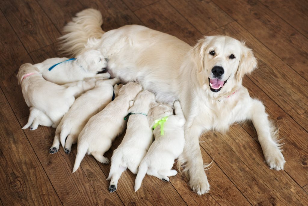 Cachorra amamentando seus filhotes