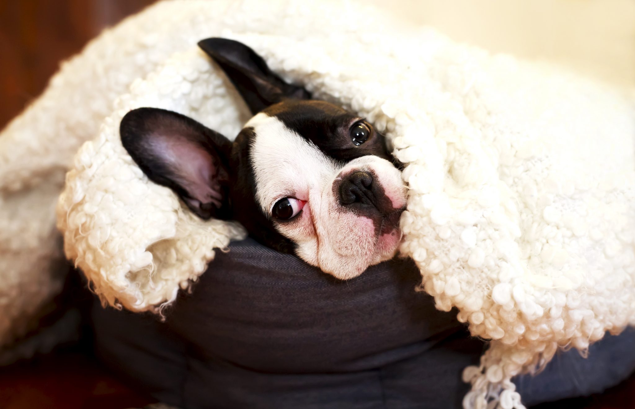 Filhotes sentem frio? O que fazer para ajudar?