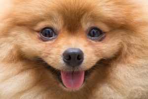 Lulu da Pomerânia em destaque