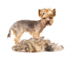 Cachorro tosado com os pelos caídos no chão