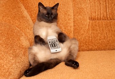 6 filmes com gatos para assistir com o miau