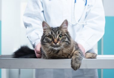 Toxoplasmose e gatos: mitos e verdades