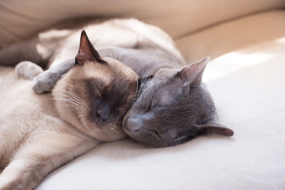 Como faço para adaptar gato com gato