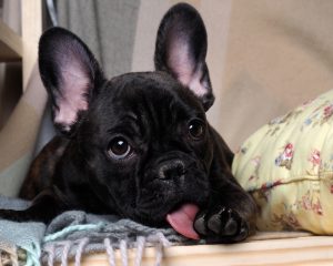 Cachorro lambendo a pata