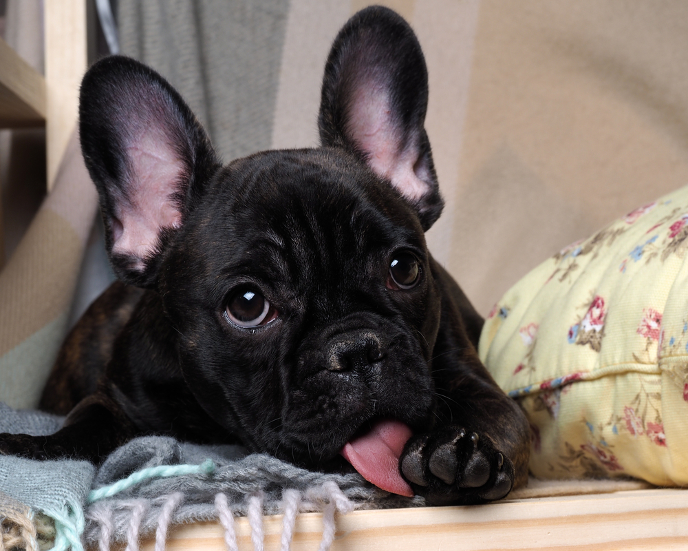 Alergia em cachorro - cachorro lambendo pata