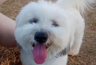 15 cachorros sorridentes para alegrar sua segunda-feira