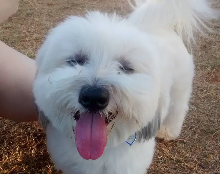 15 cachorros sorridentes para alegrar sua segunda-feira