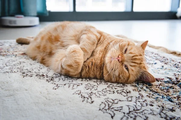 Gato deitado no chão.