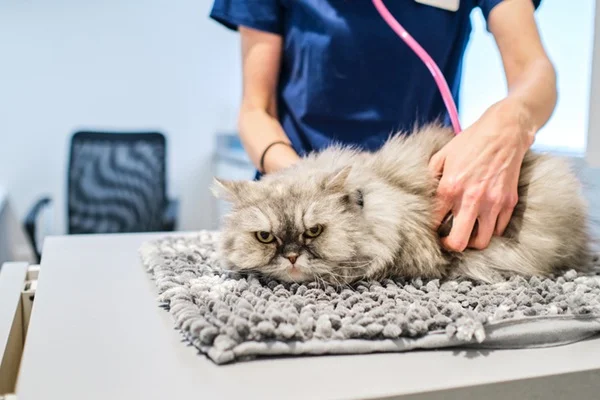 Gato com PIF sendo tratado.