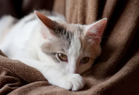 PIF em gatos tem tratamento? Conheça os sintomas e cuidados
