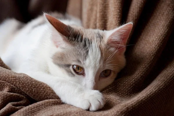 PIF em gatos tem tratamento? Conheça os sintomas e cuidados