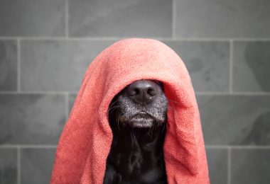 Banho e tosa seguro: como garantir a segurança do seu pet