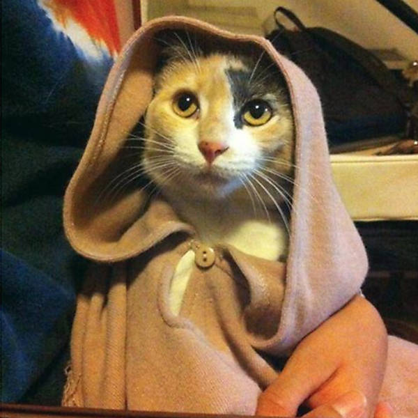 p>Um gatinho vestido de mestre Yoda de Star Wars</p>