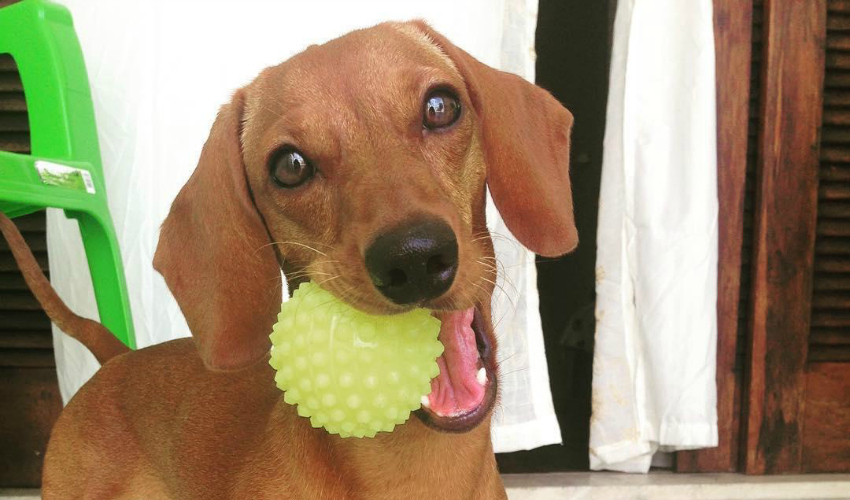 As 20 fotos mais curtidas do nosso Instagram - DogHero for dog lovers