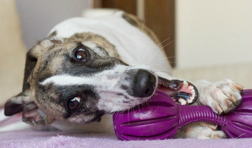 Confira 15 brinquedos para cachorro incríveis