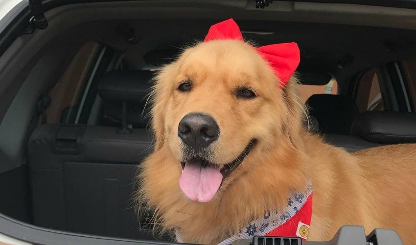 Golden Retriever: 14 perfis que você deve seguir já