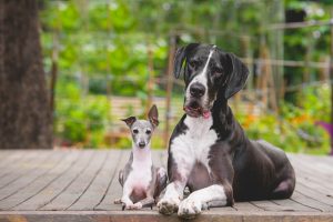 Dois cachorros posando para foto