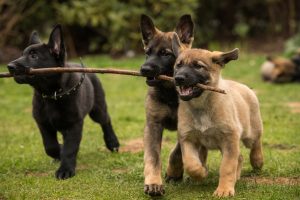 Filhotes de cachorro com um graveto na boca