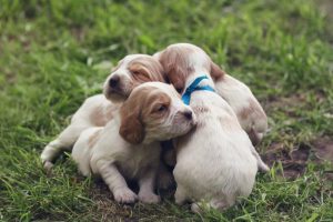 Filhotes de cachorro na grama