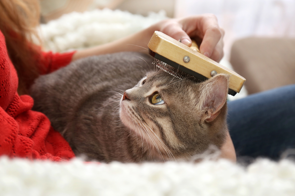 Pelos de gato: um manual para lidar com a queda