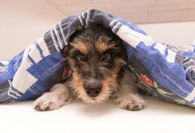 Doenças do fígado nos animais