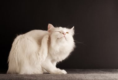 Como eliminar pulgas de gatos