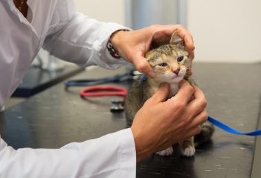 Gatos com PIF: o que é e como identificar essa doença