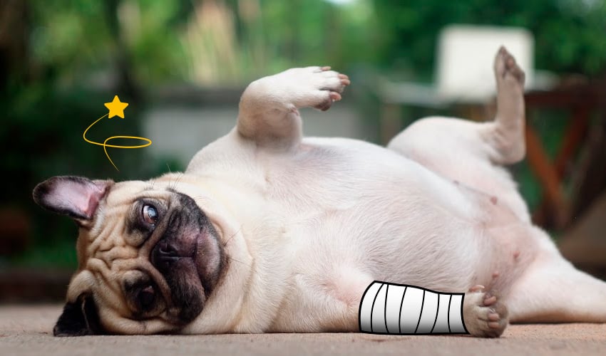Pata de cachorro machucada: o que fazer?
