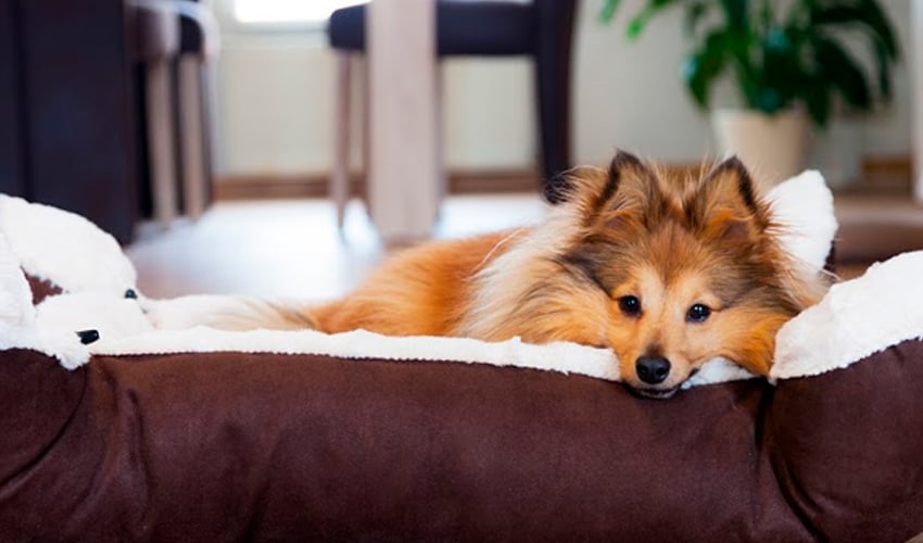 Cachorro a caminho: o que comprar para o peludo que vai chegar