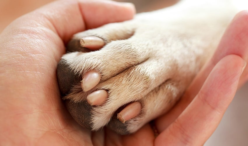 Como cortar unha de cachorro em casa