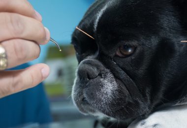 Benefícios da acupuntura para cachorros e gatos