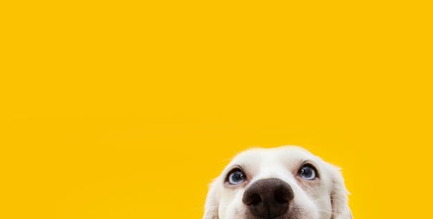 O cachorro de cada signo