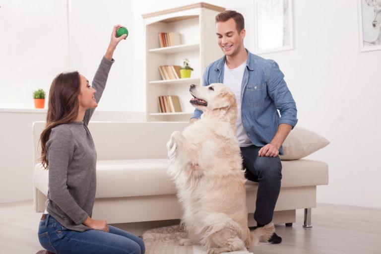 5 brincadeiras para fazer com filhote de cachorro | Petlove