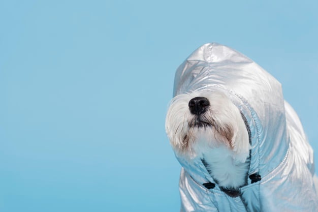 cachorrinho com touca cobrindo o rosto