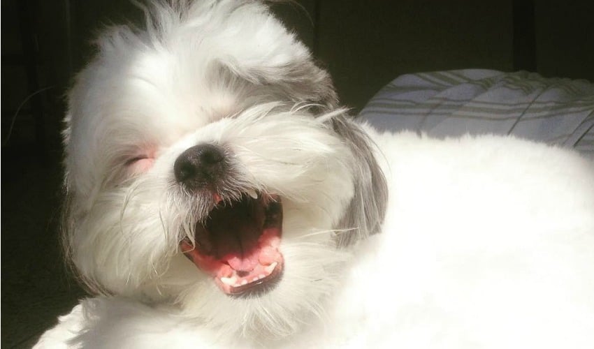 Instagram DogHero: as 10 fotos mais curtidas de maio - DogHero for dog lovers