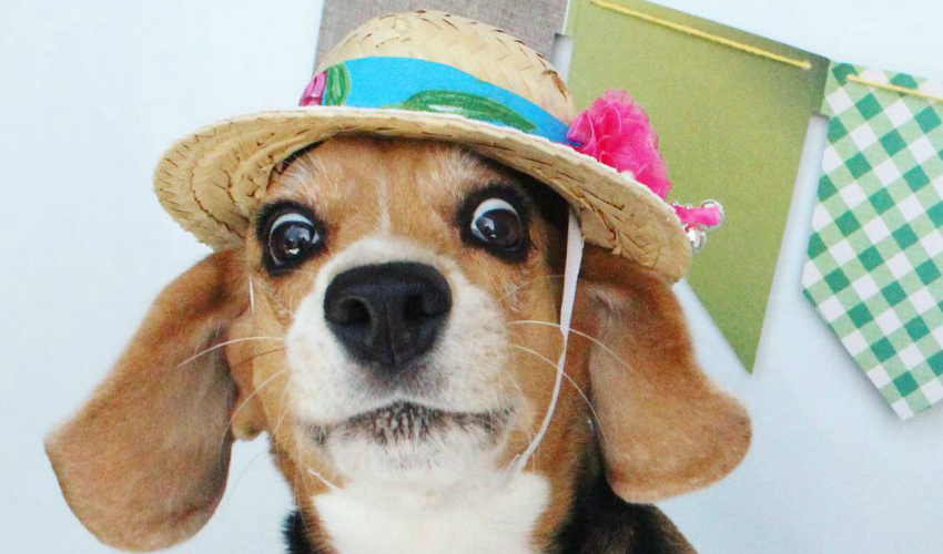 Arraiá Canino: cachorros que mais arrasam no look festa junina