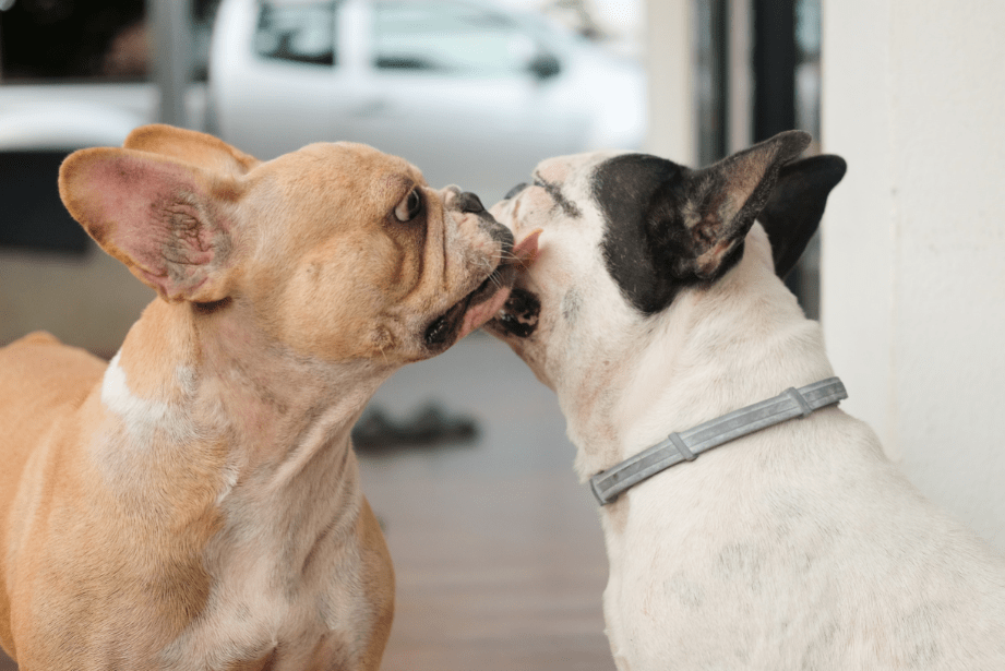 9 casais caninos que comemoraram o Dia dos Namorados