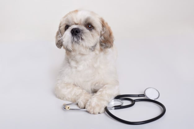 Cachorro com equipamentos médicos, fingindo ser médico