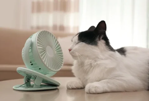 Gato sente calor? Saiba como refrescar o pet
