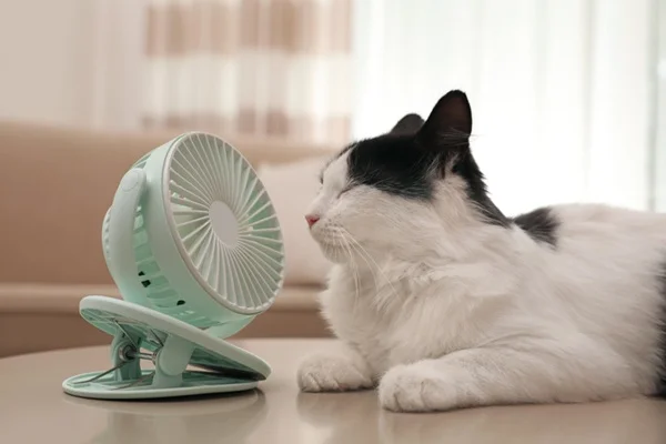 Gato sente calor? Saiba como refrescar o pet
