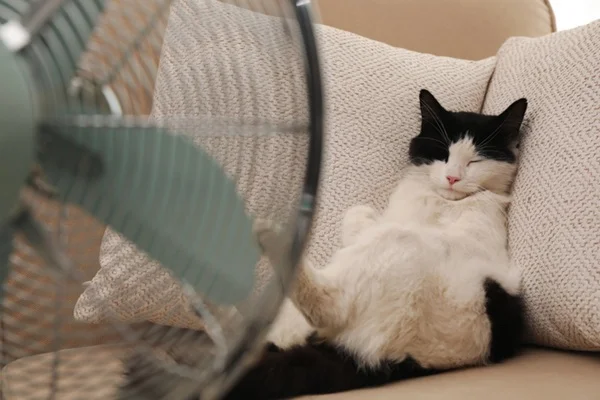 Gato com calor