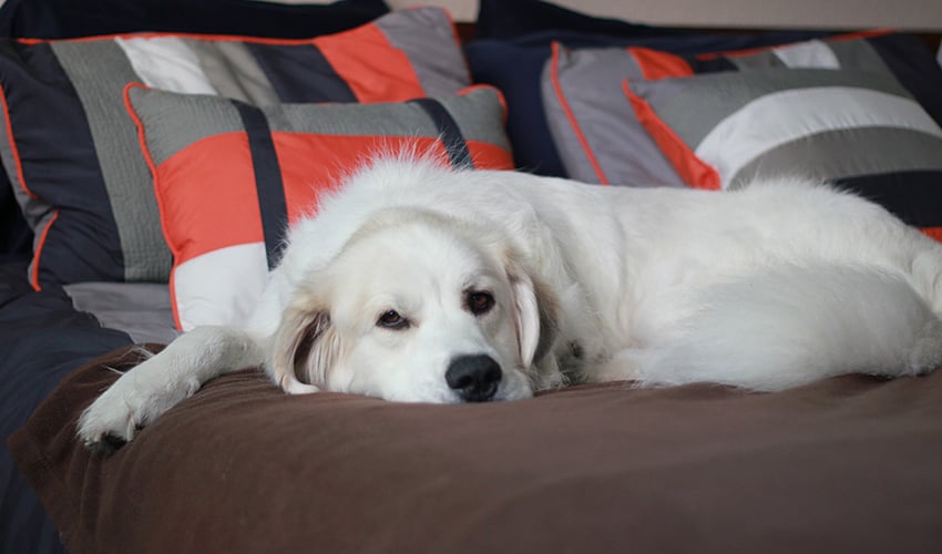 Ansiedade de separação: o cachorro chora quando você sai?