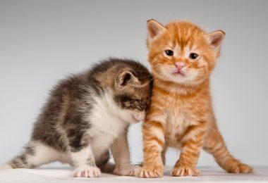 Adotar um gatinho: o que preciso saber